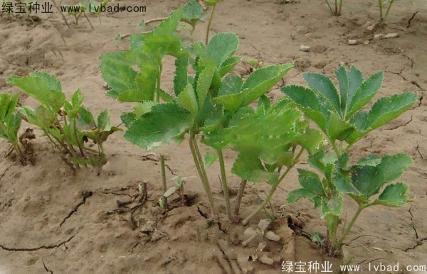<a href='http://www.njszjj.com/yaocaizhongzi/2339.html' target='_blank'>白芷種子</a>