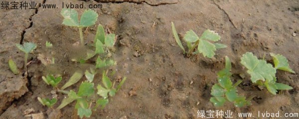 白芷<a href='http://www.njszjj.com/' target='_blank'>種子</a>