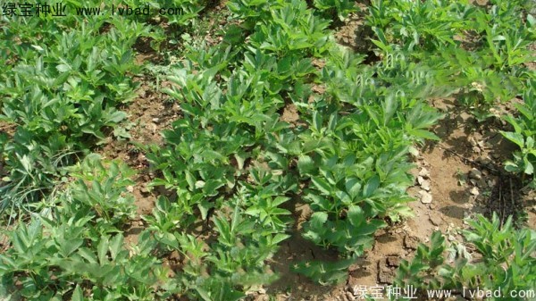 <a href='http://www.njszjj.com/yaocaizhongzi/2339.html' target='_blank'>白芷種子</a>