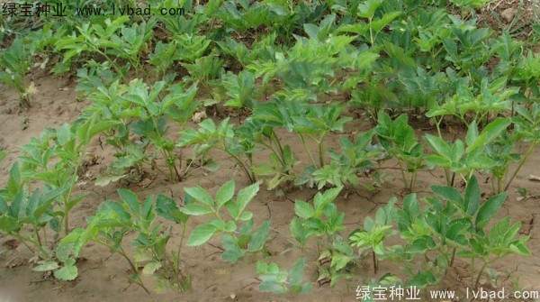 <a href='http://www.njszjj.com/yaocaizhongzi/2339.html' target='_blank'>白芷</a><a href='http://www.njszjj.com/' target='_blank'>種子</a>