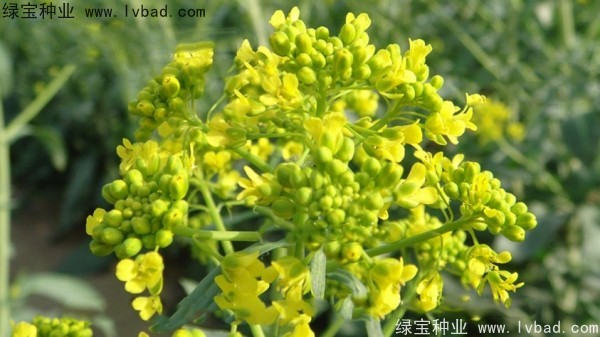<a href='http://www.njszjj.com/yaocaizhongzi/2340.html' target='_blank'>板藍(lán)根種子</a>