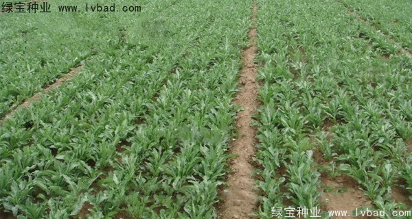 板藍(lán)根<a href='http://www.njszjj.com/' target='_blank'>種子</a>