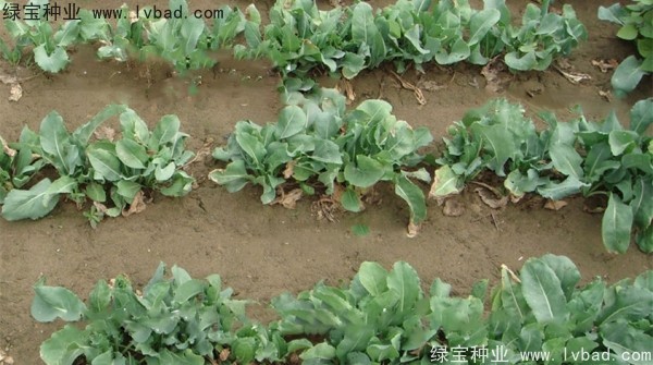 板藍(lán)根<a href='http://www.njszjj.com/' target='_blank'>種子</a>