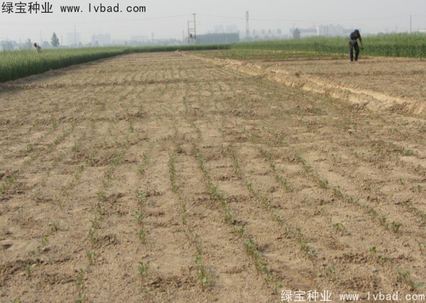 <a href='http://www.njszjj.com/yaocaizhongzi/2342.html' target='_blank'>北沙參</a><a href='http://www.njszjj.com/' target='_blank'>種子</a>