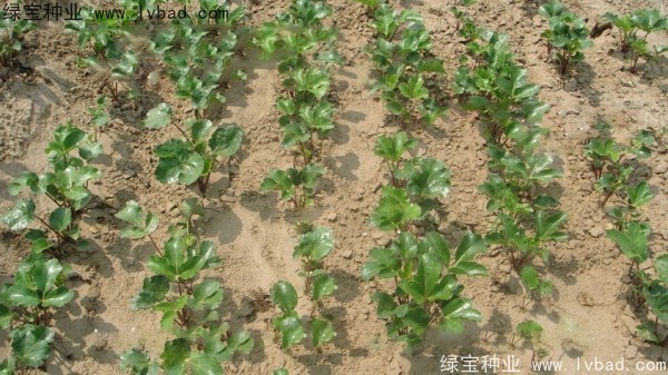 <a href='http://www.njszjj.com/yaocaizhongzi/2342.html' target='_blank'>北沙參種子</a>