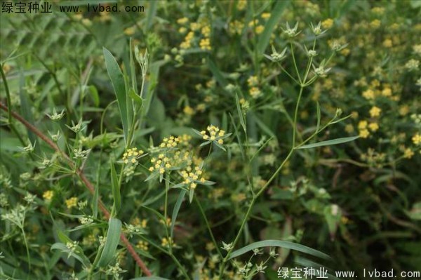 <a href='http://www.njszjj.com/yaocaizhongzi/2343.html' target='_blank'>柴胡種子</a>
