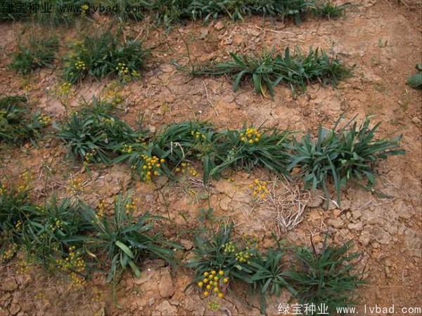 <a href='http://www.njszjj.com/yaocaizhongzi/2343.html' target='_blank'>柴胡種子</a>