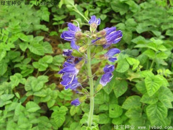 <a href='http://www.njszjj.com/yaocaizhongzi/2345.html' target='_blank'>丹參種子</a>