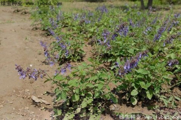 <a href='http://www.njszjj.com/yaocaizhongzi/2345.html' target='_blank'>丹參種子</a>