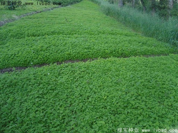 <a href='http://www.njszjj.com/yaocaizhongzi/2346.html' target='_blank'>當(dāng)歸種子</a>