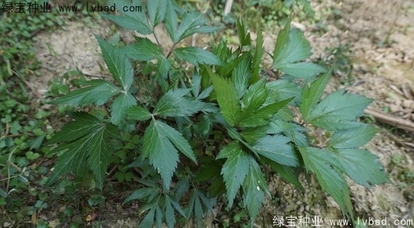 <a href='http://www.njszjj.com/yaocaizhongzi/2346.html' target='_blank'>當(dāng)歸種子</a>