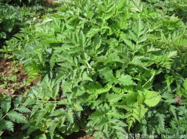 當(dāng)歸<a href='http://www.njszjj.com/' target='_blank'>種子</a>
