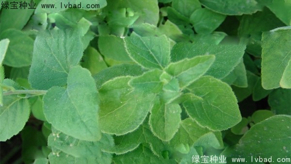 <a href='http://www.njszjj.com/yaocaizhongzi/2347.html' target='_blank'>黨參種子</a>