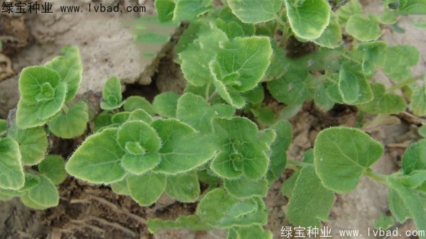 <a href='http://www.njszjj.com/yaocaizhongzi/2347.html' target='_blank'>黨參種子</a>
