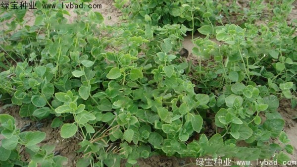 <a href='http://www.njszjj.com/yaocaizhongzi/2347.html' target='_blank'>黨參種子</a>