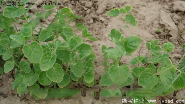 黨參<a href='http://www.njszjj.com/' target='_blank'>種子</a>