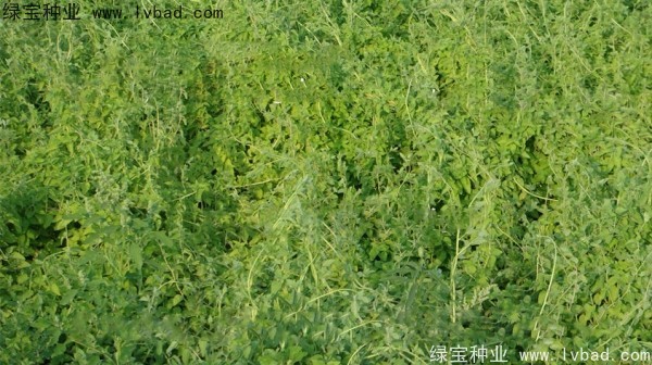 黨參<a href='http://www.njszjj.com/' target='_blank'>種子</a>