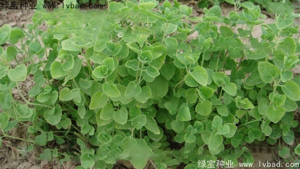 <a href='http://www.njszjj.com/yaocaizhongzi/2347.html' target='_blank'>黨參種子</a>