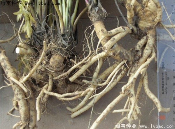 <a href='http://www.njszjj.com/yaocaizhongzi/2349.html' target='_blank'>防風(fēng)種子</a>