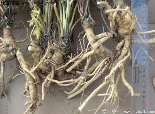 <a href='http://www.njszjj.com/yaocaizhongzi/2349.html' target='_blank'>防風(fēng)種子</a>