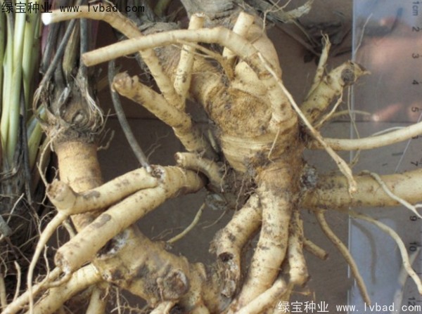 防風(fēng)<a href='http://www.njszjj.com/' target='_blank'>種子</a>