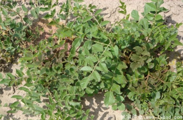 甘草<a href='http://www.njszjj.com/' target='_blank'>種子</a>
