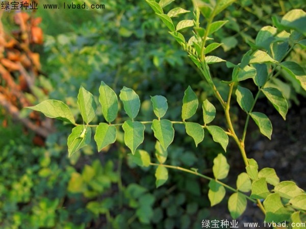 甘草<a href='http://www.njszjj.com/' target='_blank'>種子</a>