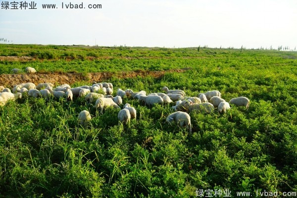 <a href='http://www.njszjj.com/yaocaizhongzi/2350.html' target='_blank'>甘草種子</a>