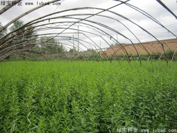<a href='http://www.njszjj.com/yaocaizhongzi/2351.html' target='_blank'>枸杞種子</a>