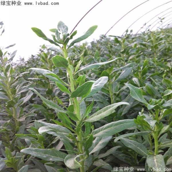 枸杞<a href='http://www.njszjj.com/' target='_blank'>種子</a>