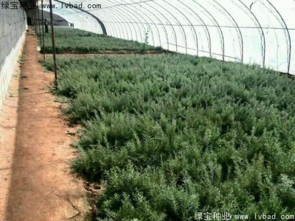 <a href='http://www.njszjj.com/yaocaizhongzi/2351.html' target='_blank'>枸杞種子</a>