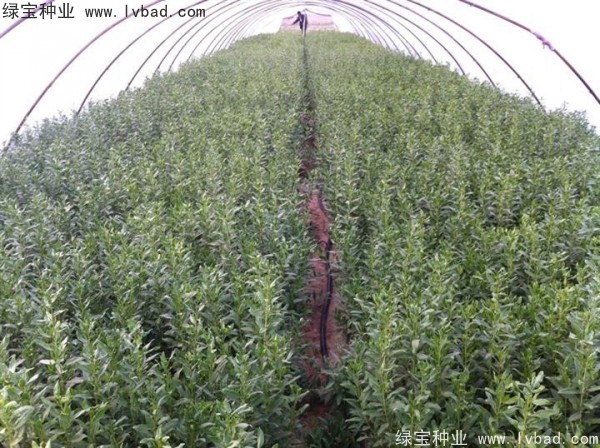 <a href='http://www.njszjj.com/yaocaizhongzi/2351.html' target='_blank'>枸杞</a><a href='http://www.njszjj.com/' target='_blank'>種子</a>