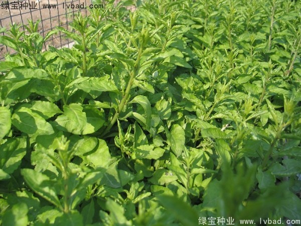 枸杞<a href='http://www.njszjj.com/' target='_blank'>種子</a>