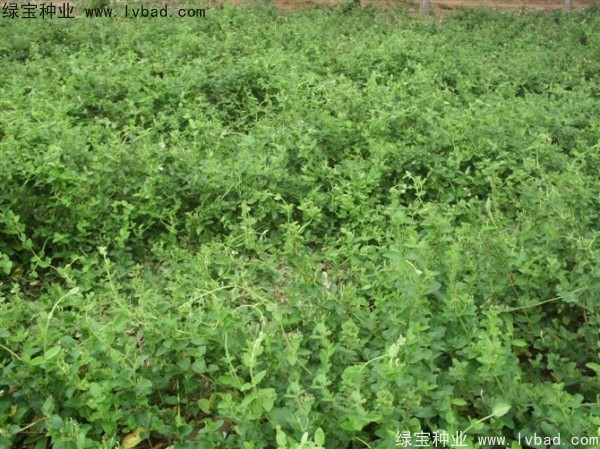 <a href='http://www.njszjj.com/yaocaizhongzi/2351.html' target='_blank'>枸杞種子</a>
