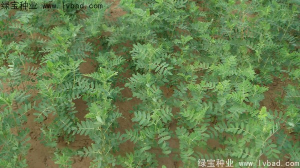 <a href='http://www.njszjj.com/yaocaizhongzi/2353.html' target='_blank'>黃芪種子</a>