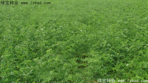 <a href='http://www.njszjj.com/yaocaizhongzi/2353.html' target='_blank'>黃芪種子</a>