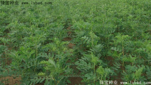 <a href='http://www.njszjj.com/yaocaizhongzi/2353.html' target='_blank'>黃芪種子</a>