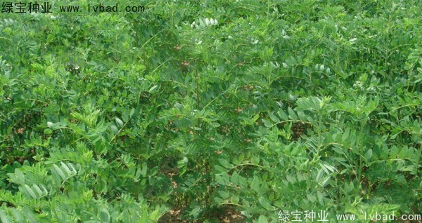 黃芪<a href='http://www.njszjj.com/' target='_blank'>種子</a>