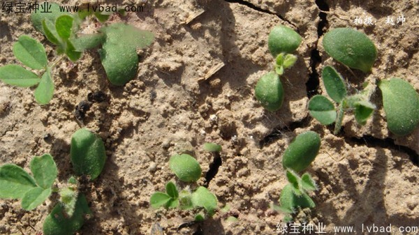 黃芪<a href='http://www.njszjj.com/' target='_blank'>種子</a>