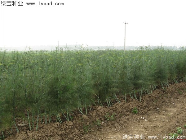 <a href='http://www.njszjj.com/yaocaizhongzi/2354.html' target='_blank'>茴香種子</a> <a href='http://www.njszjj.com/yaocaizhongzi/2354.html' target='_blank'>茴香種子</a>