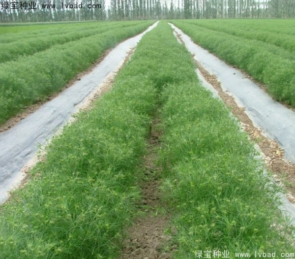 <a href='http://www.njszjj.com/yaocaizhongzi/2354.html' target='_blank'>茴香</a><a href='http://www.njszjj.com/' target='_blank'>種子</a> <a href='http://www.njszjj.com/yaocaizhongzi/2354.html' target='_blank'>茴香</a><a href='http://www.njszjj.com/' target='_blank'>種子</a>