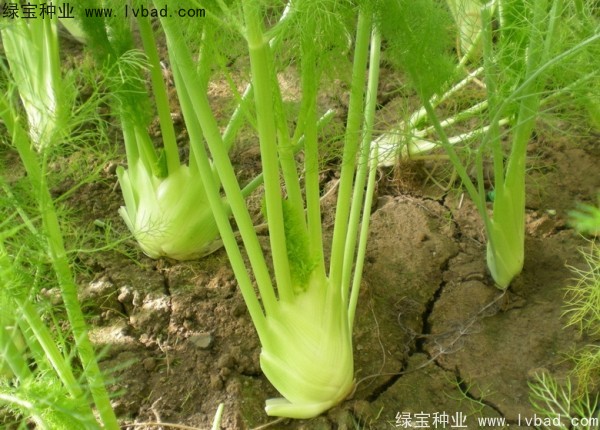 茴香<a href='http://www.njszjj.com/' target='_blank'>種子</a> 茴香<a href='http://www.njszjj.com/' target='_blank'>種子</a>