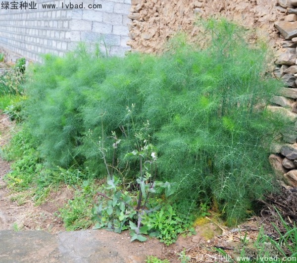 <a href='http://www.njszjj.com/yaocaizhongzi/2354.html' target='_blank'>茴香種子</a> <a href='http://www.njszjj.com/yaocaizhongzi/2354.html' target='_blank'>茴香種子</a>