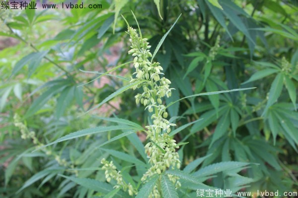 <a href='http://www.njszjj.com/yaocaizhongzi/2355.html' target='_blank'>火麻</a><a href='http://www.njszjj.com/' target='_blank'>種子</a>
