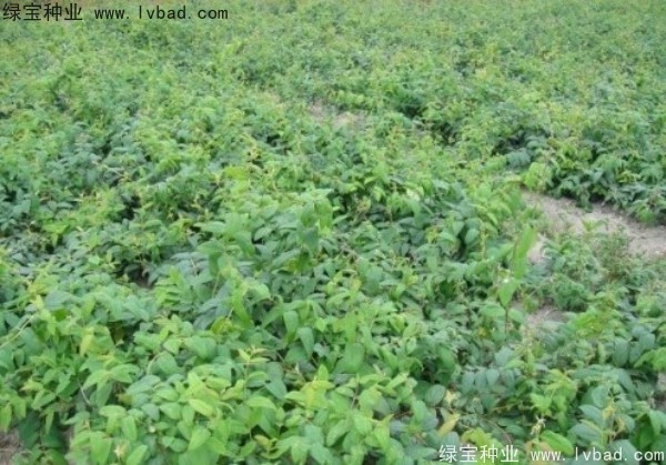 金銀花<a href='http://www.njszjj.com/' target='_blank'>種子</a>