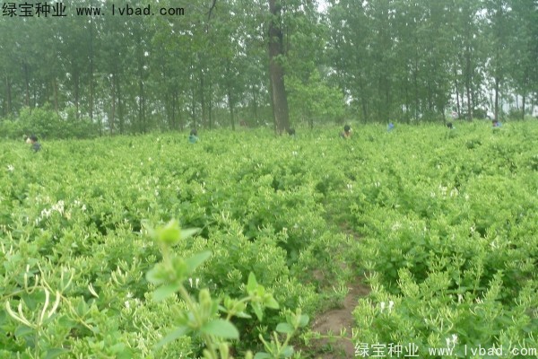<a href='http://www.njszjj.com/yaocaizhongzi/2356.html' target='_blank'>金銀花</a><a href='http://www.njszjj.com/' target='_blank'>種子</a>