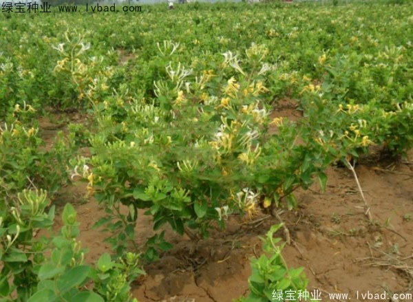 <a href='http://www.njszjj.com/yaocaizhongzi/2356.html' target='_blank'>金銀花種子</a>