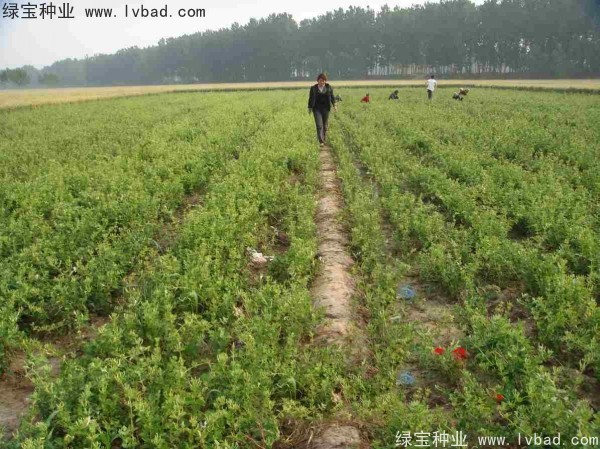 金銀花<a href='http://www.njszjj.com/' target='_blank'>種子</a>
