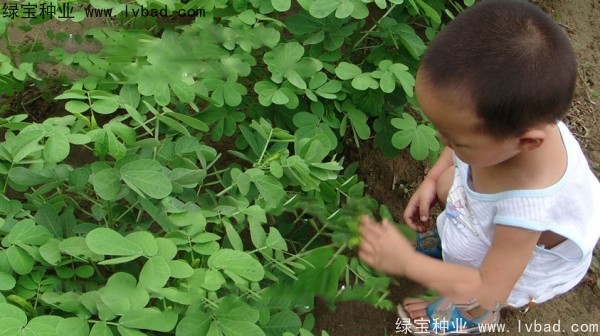 <a href='http://www.njszjj.com/yaocaizhongzi/2357.html' target='_blank'>決明子種子</a>