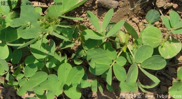 <a href='http://www.njszjj.com/yaocaizhongzi/2357.html' target='_blank'>決明子種子</a>